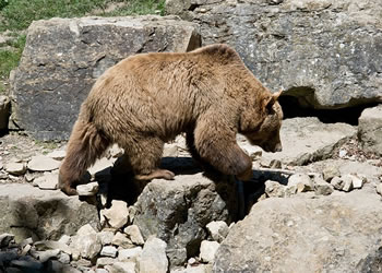 Ci si può difendere dall'aggressione di un orso? 