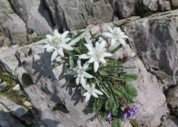 Stella Alpina - Edelweiss